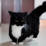 burger's avatar