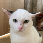 CatDespair's avatar