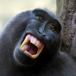 willythewaffle's avatar